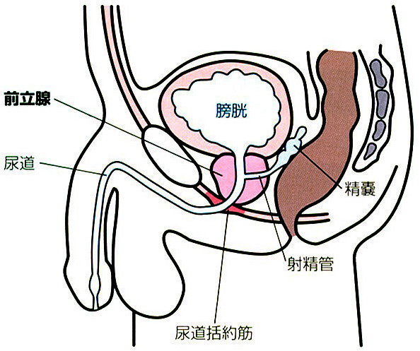 前立腺イラスト2